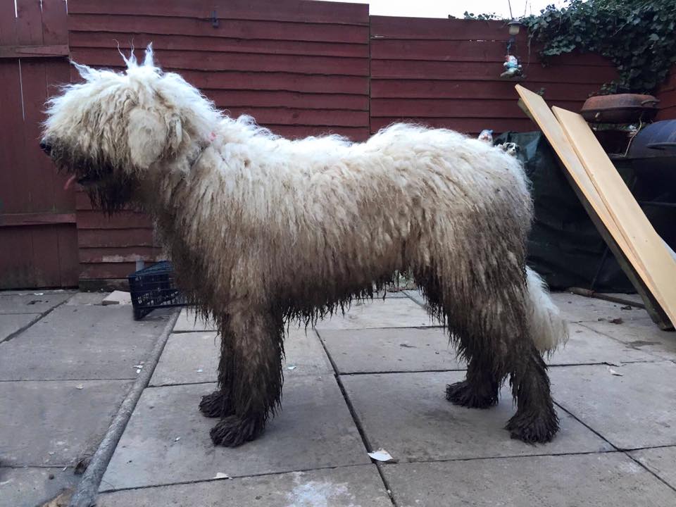 Coat Maintenance of a komondor rastacekomondors