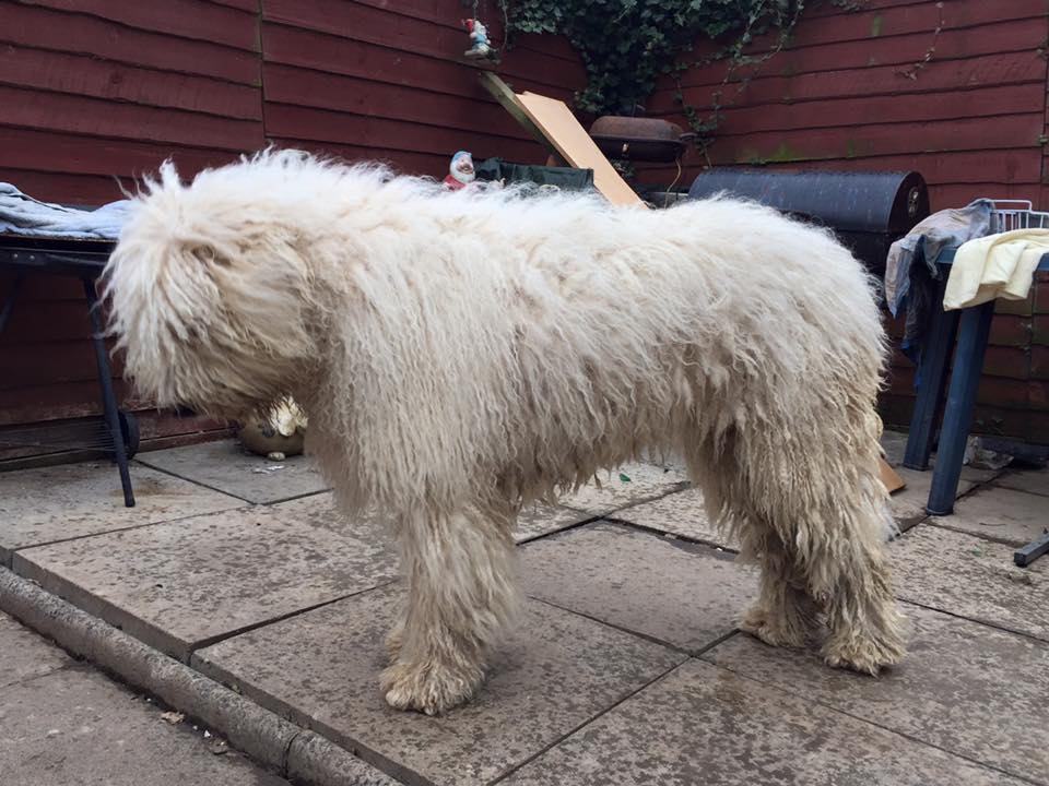Coat Maintenance of a komondor rastacekomondors
