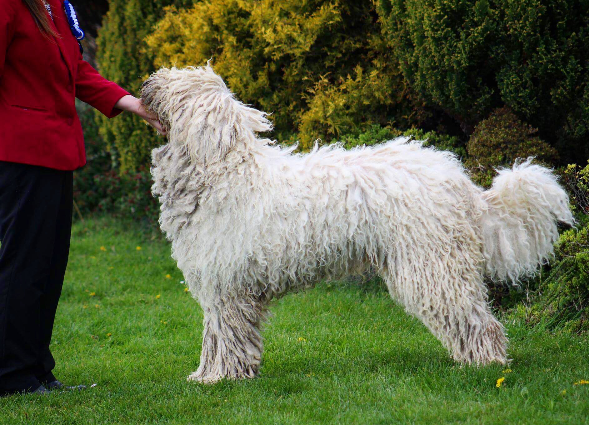 Coat Maintenance of a komondor rastacekomondors