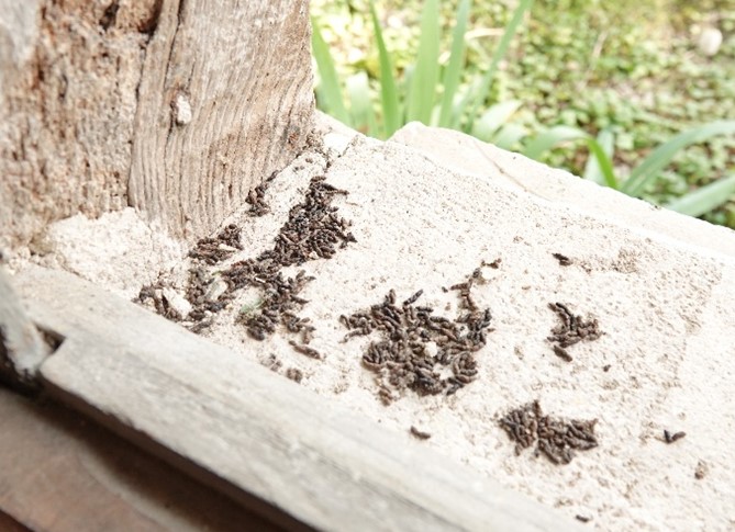 Guano de Petit Rhinolophe (Photo : Nathalie Verger)