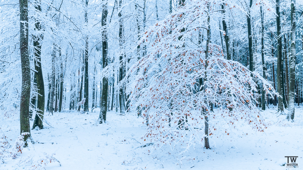 Ein wundervolles Waldstück (B1233)