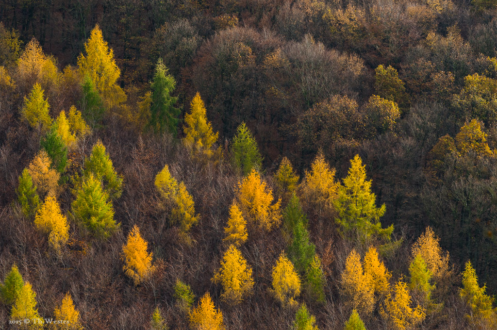 Auch diese Szene entstand im Nationalpark Eifel (B404)