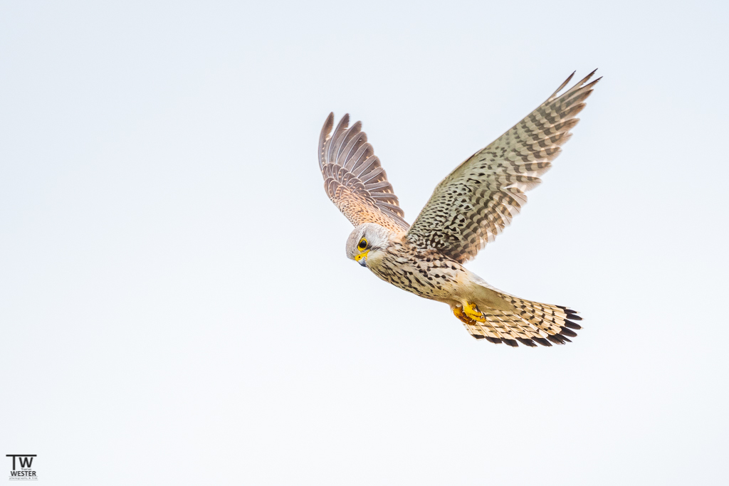 Ein Turmfalke hoch am Himmel (B1340)