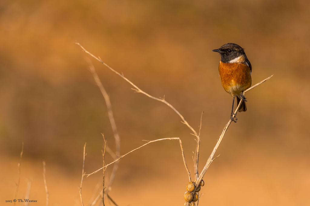 Die Schwarzkehlchen waren überall sehr aktiv: die Algarve bietet auch große Vogelschutzgebiete. Einmal packte ich daher auch das "große Tele" aus (B393)