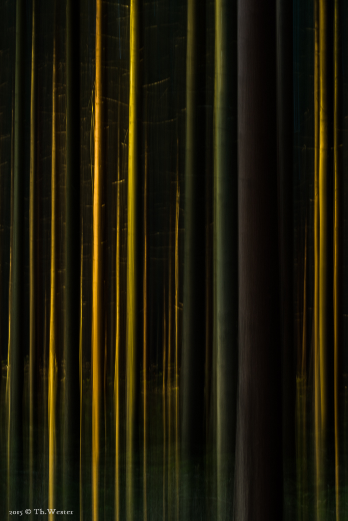 Abstraktes aus dem Wald (B420)