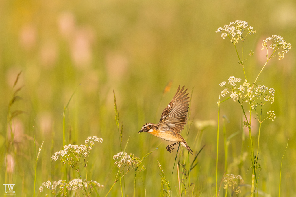 Ein Braunkehlchen bei der Fütterung des Nachwuchses (B1692)
