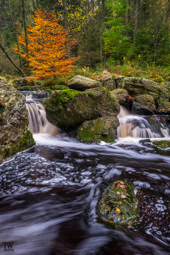 Herbst im Hochformat (B1145)