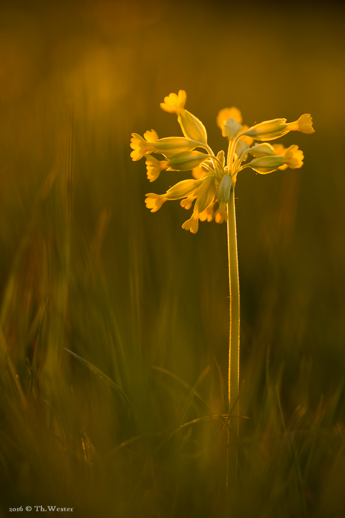 Schlüsselblume im Gegenlicht (B514)