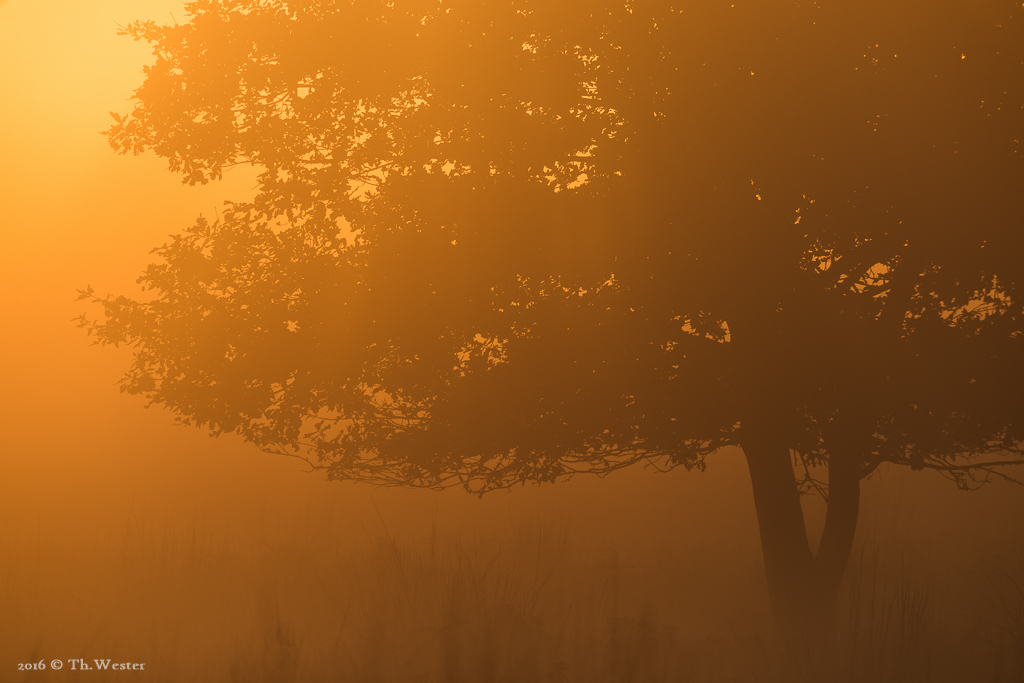 Der Bodennebel, gepaart mit einem intensiven Sonnenaufgang, ließ die Luft glühen (B773)