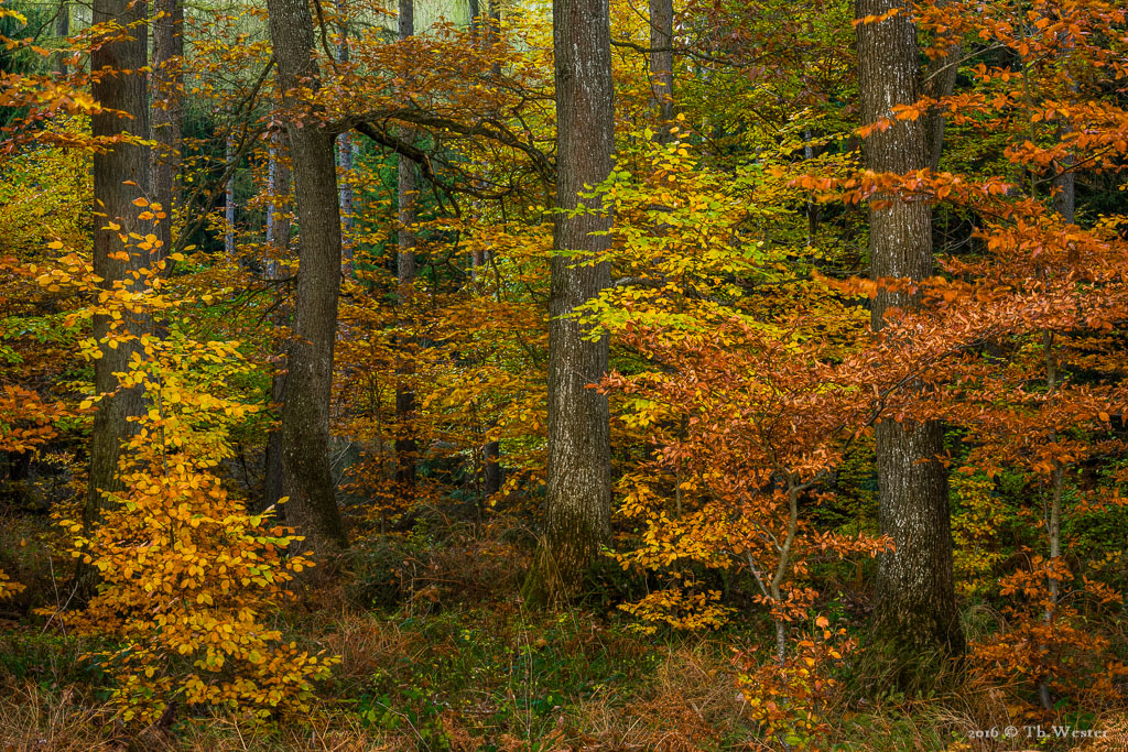 Nicht nur im Nationalpark Eifel... (B772)