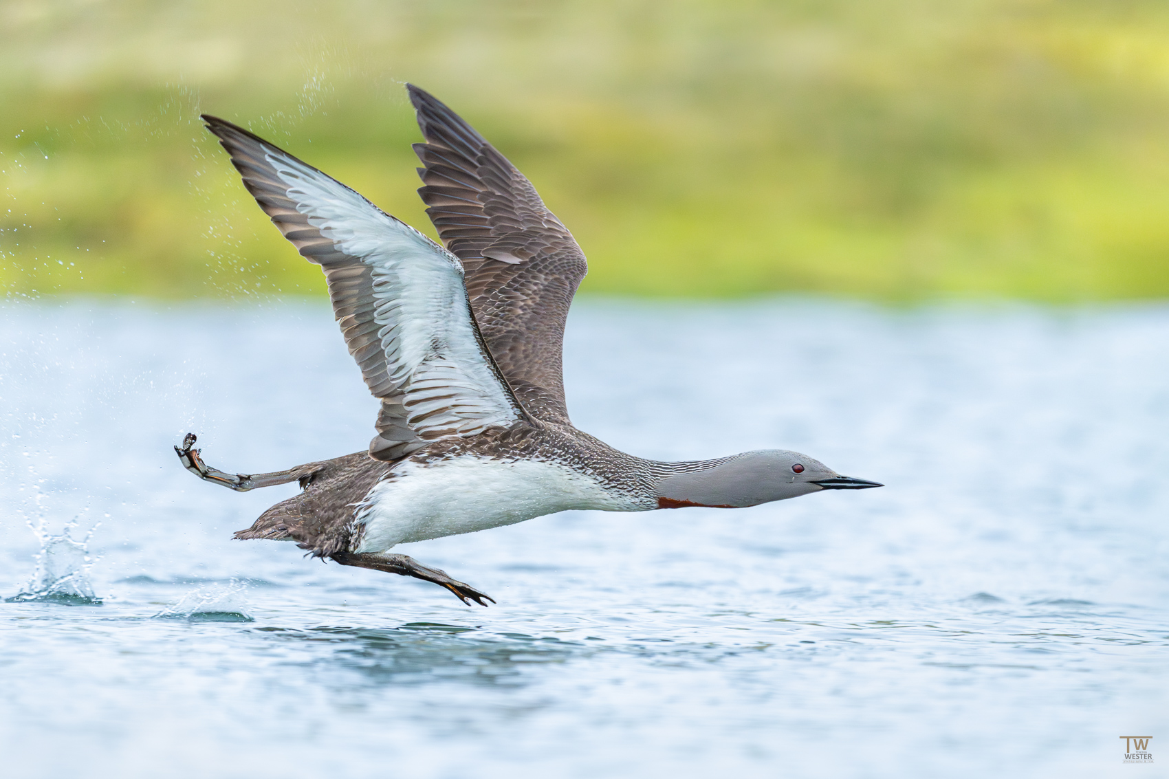 Die Vogelwelt um das Gletschergebiet Jökulsarlon