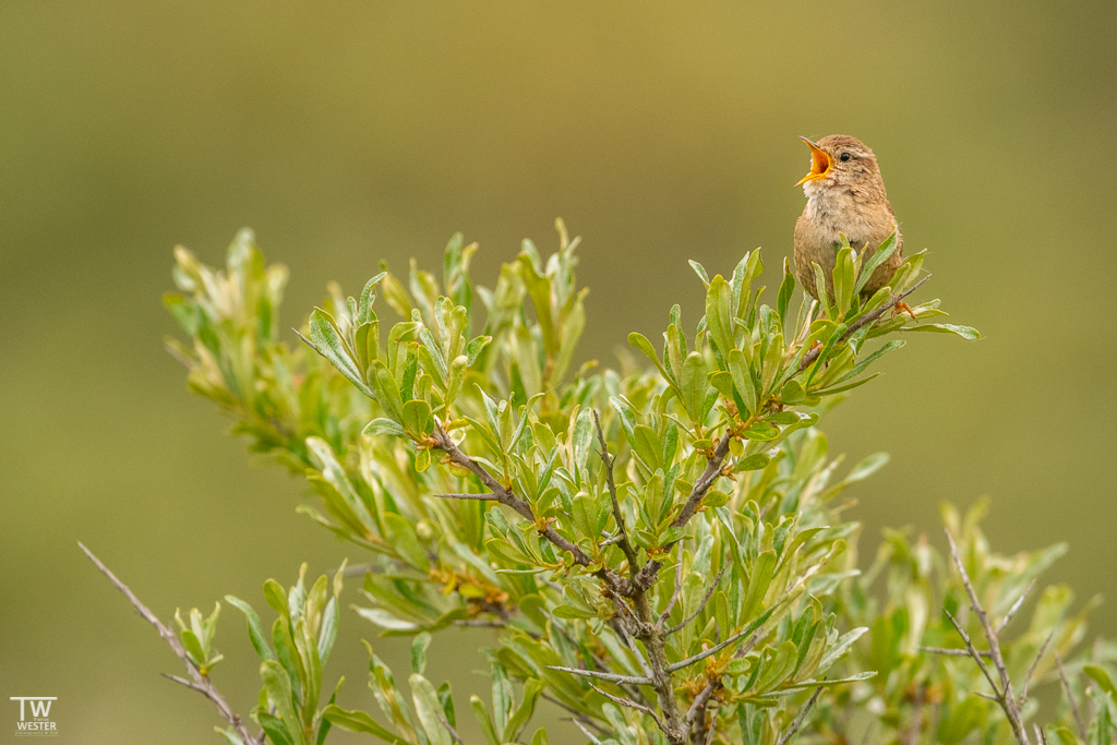 Der Zaunkönig entwickelt sogar mit nur neun Gramm eine enorme Lautstärke (B1696)
