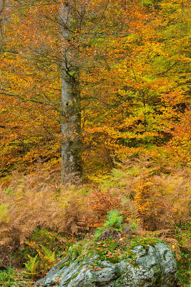 Volle Herbstfarben (B204)