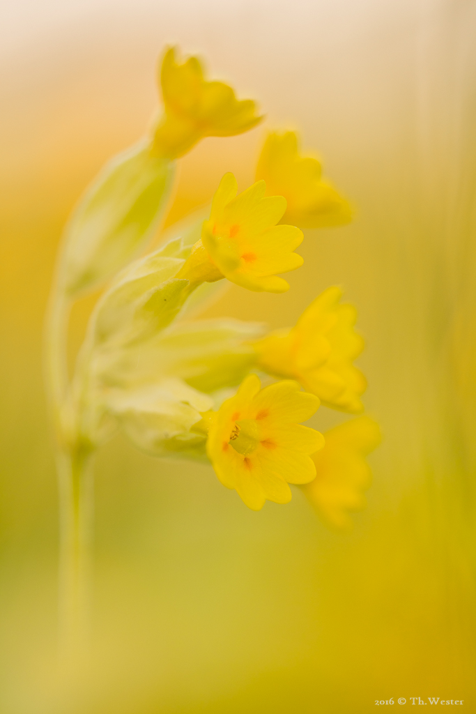 Gleiches gilt für die Schlüsselblume, die sich zahlreich zeigt, wenn die Küchenschellen abgeblüht sind (B523)