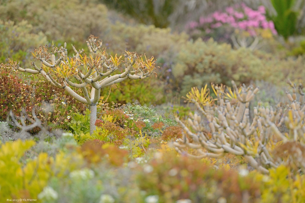 La Palma, Vegetation in der Nähe von Santa Cruz (B21)