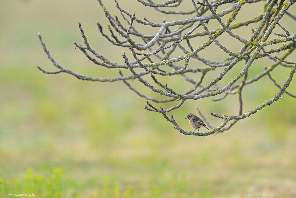 Filigraner Ansitz für einen schweren Raubvogel ;-) (B97)