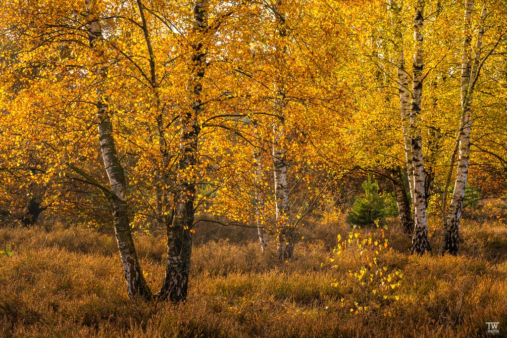 Herbst pur (B1840)