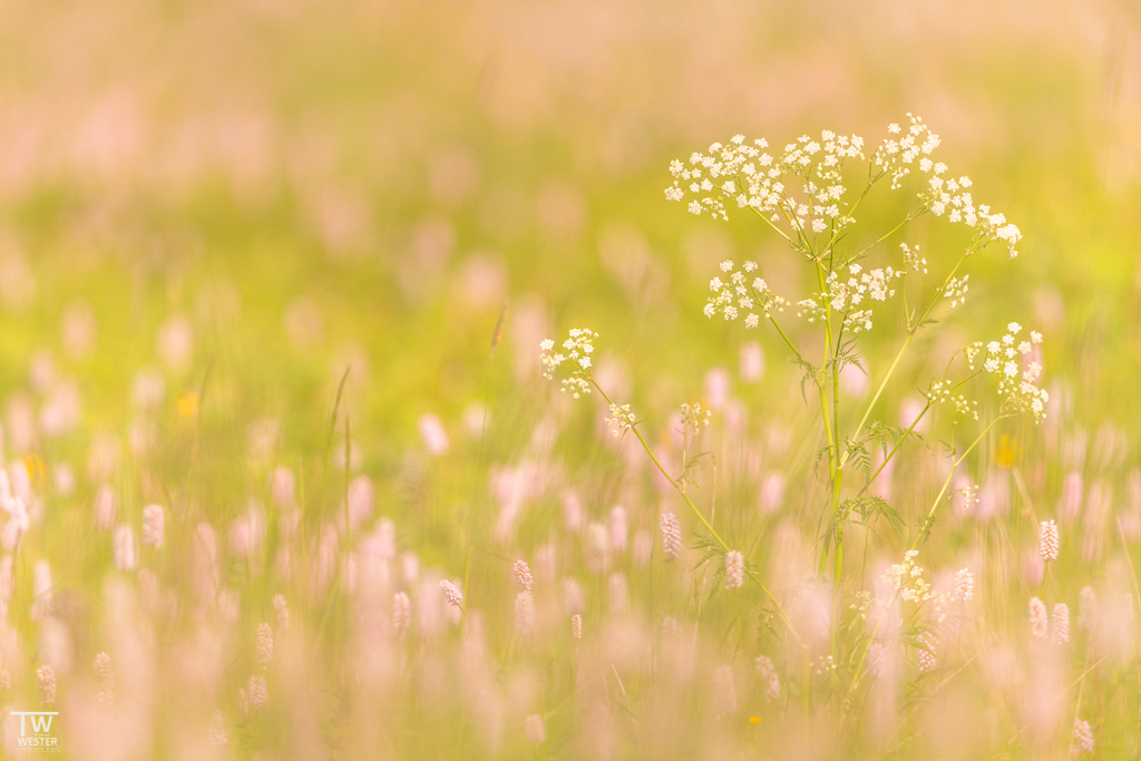 Details der Naturwiesen… (B1687)