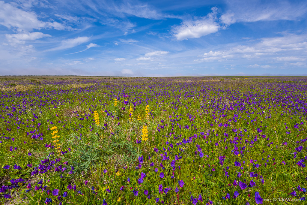Hier mal "eine andere Wiese": die Farben waren natürlich live noch besser (B293)
