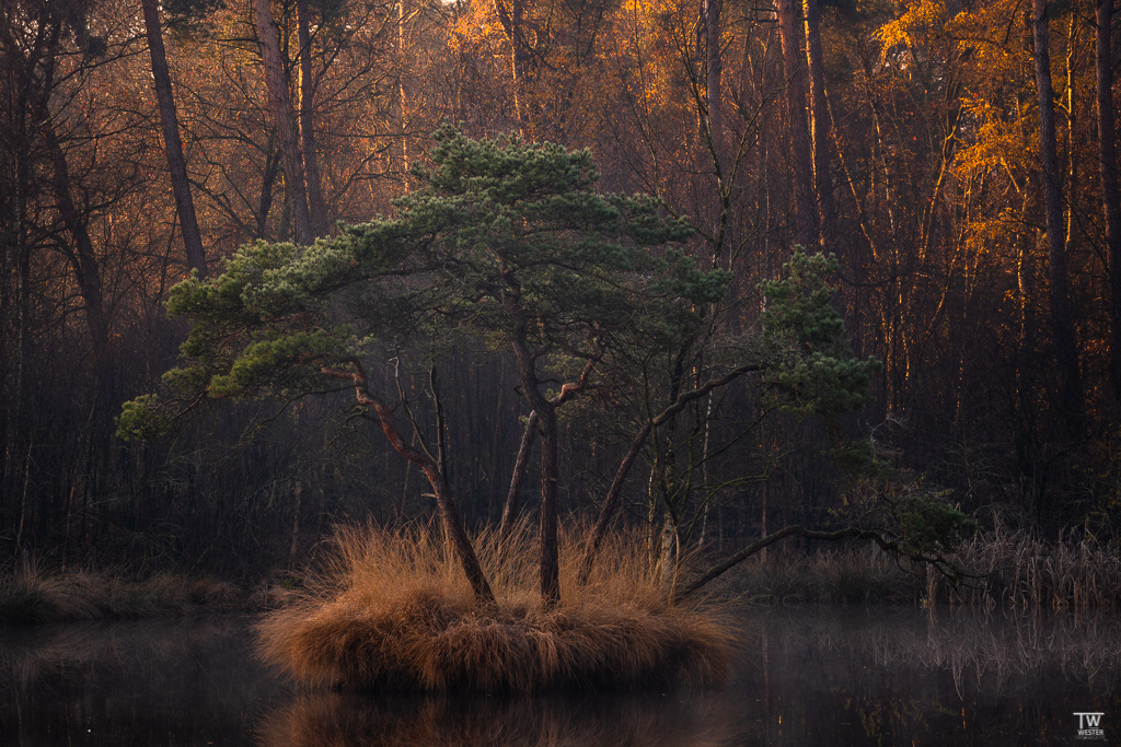 An diesem dunklen Moorsee wurde der Wald im Hintergrund schon beleuchtet (B1859)