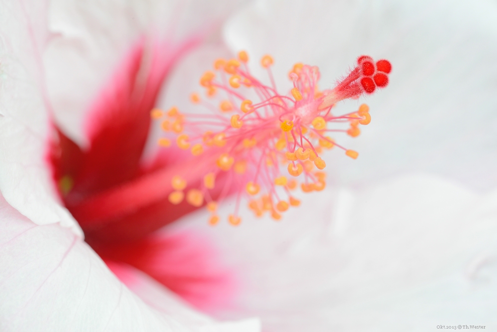 Hibiscus, gesehen auf Mallorca (B79)