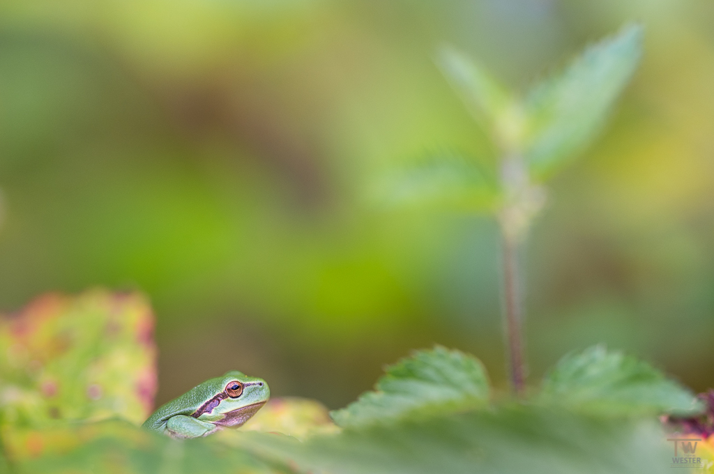 Der "europäische Laubfrosch" ist eigentlich nur ein kleiner Zwerg (B1087)