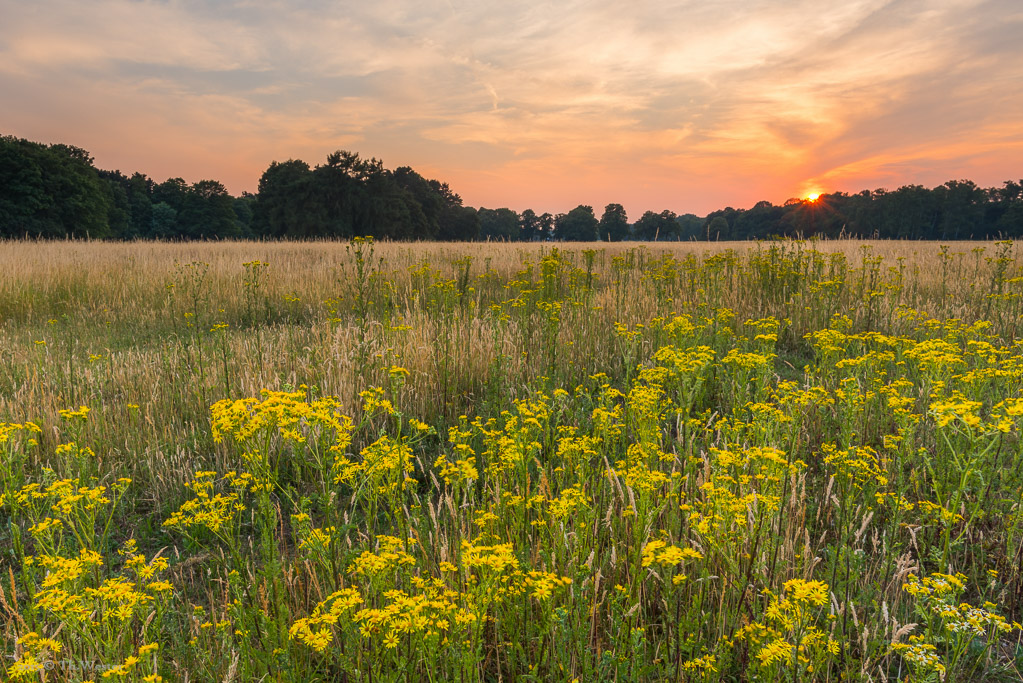 Teile des Kölner Stadtwaldes sind im Sommer glücklicherweise naturbelassen (B352)