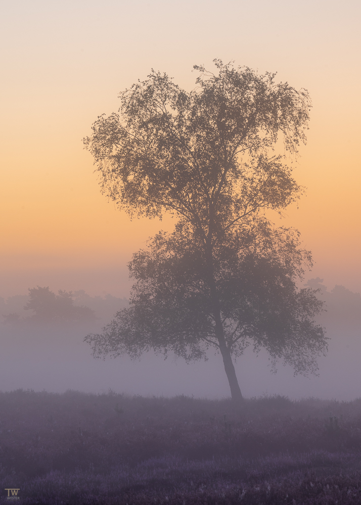 Sonnenstreifen (B2745)