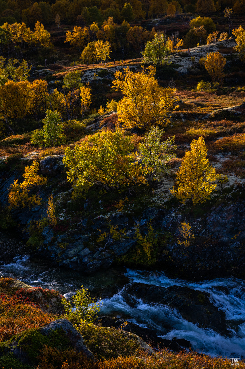 Flusslandschaft im Gegenlicht (B3208)