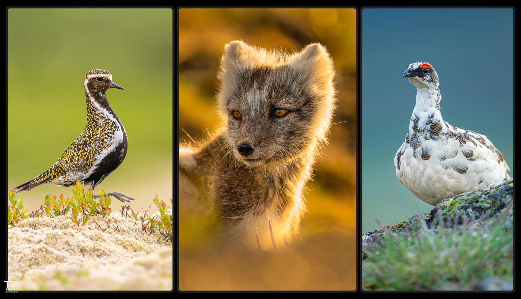 Die wunderbare Fauna der isländischen Tundra