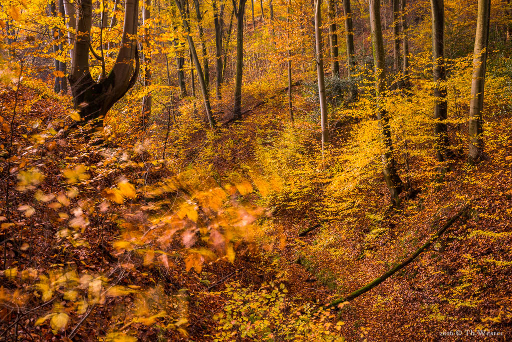 Im Siebengebirge war es selbst tief in den Buchenwäldern windig (B822)