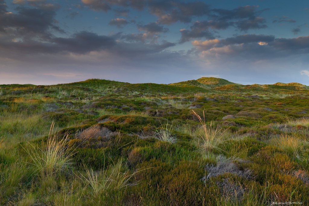 Dünenlandschaft (B151)