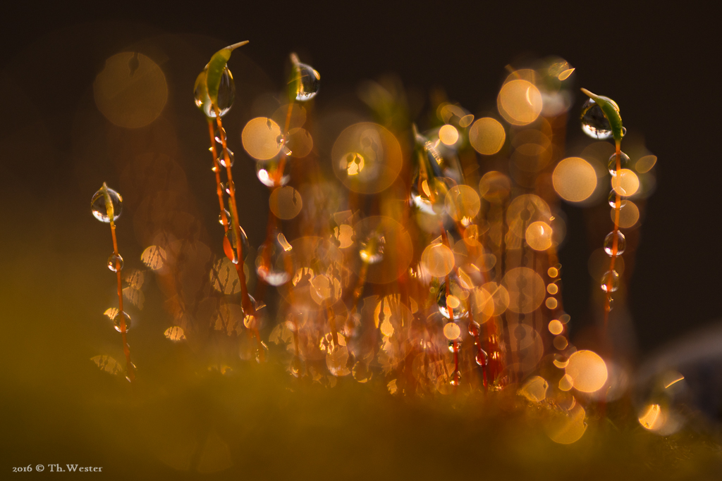 Gestern hatte ich zum Abschluss der Serie Glück: nachdem es bis zum Nachmittag regnete, kamen am Abend noch für ganz kurze Zeit ein paar Lichtstrahlen in den Wald (B455)