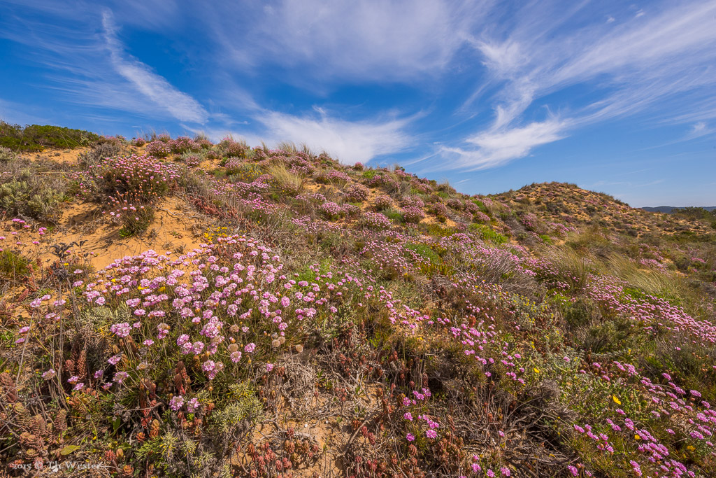 Die Dünenlandschaft zeigte sich in ihrer vollen Blüte (B281)