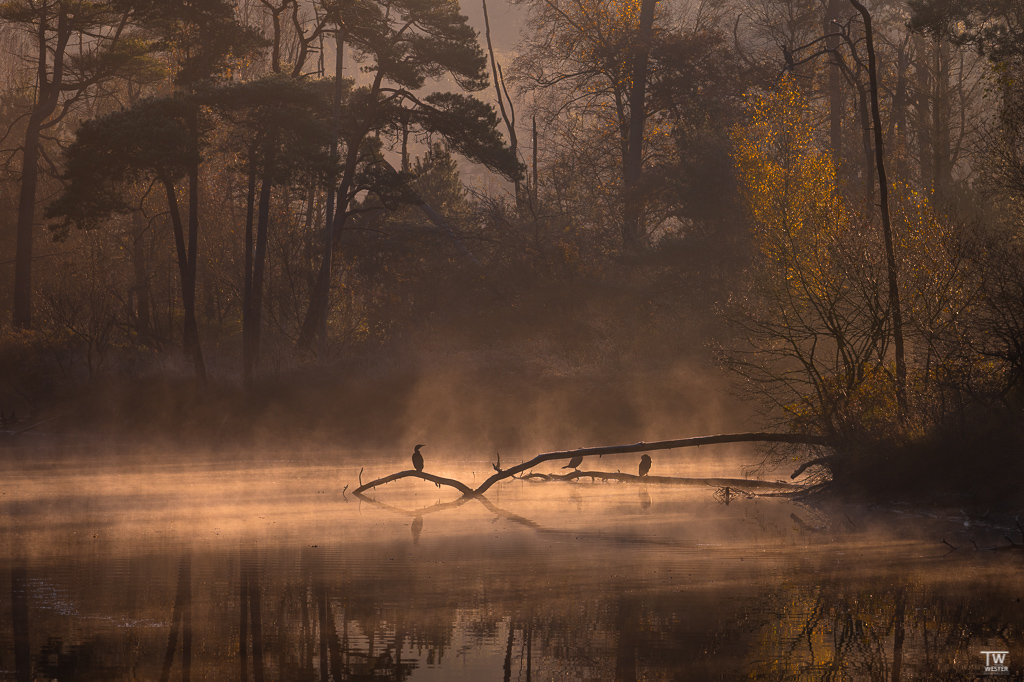 „Morgennebel“ - mein persönliches Lieblingsbild der Serie (B1848)