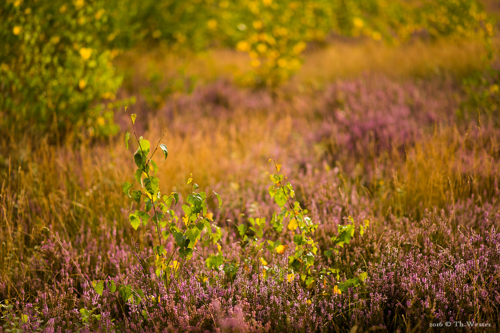 Die ersten Herbstfarben in der Drover Heide (B662)