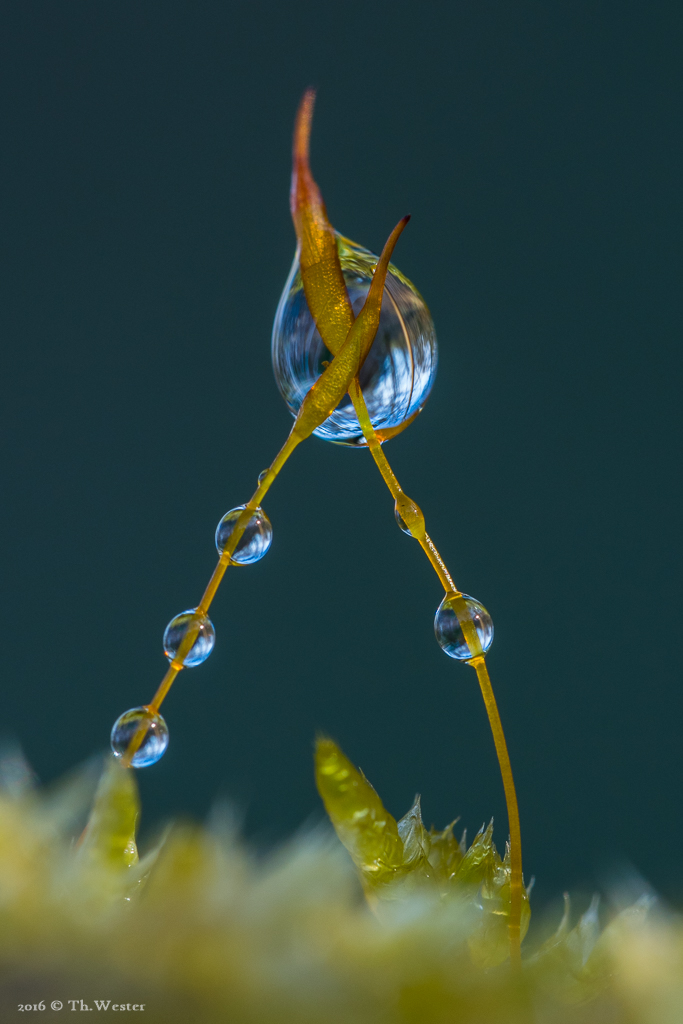 Dort, wo sich die Sporophyten kreuzten, hielten sich größere Wassertropfen auf, die jedoch immer noch kleiner als die Tropfen aus dem Wasserhahn waren (B460)