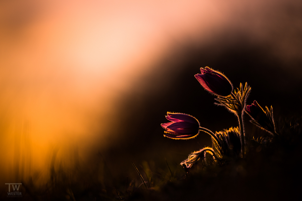 Gegenlicht (B911)