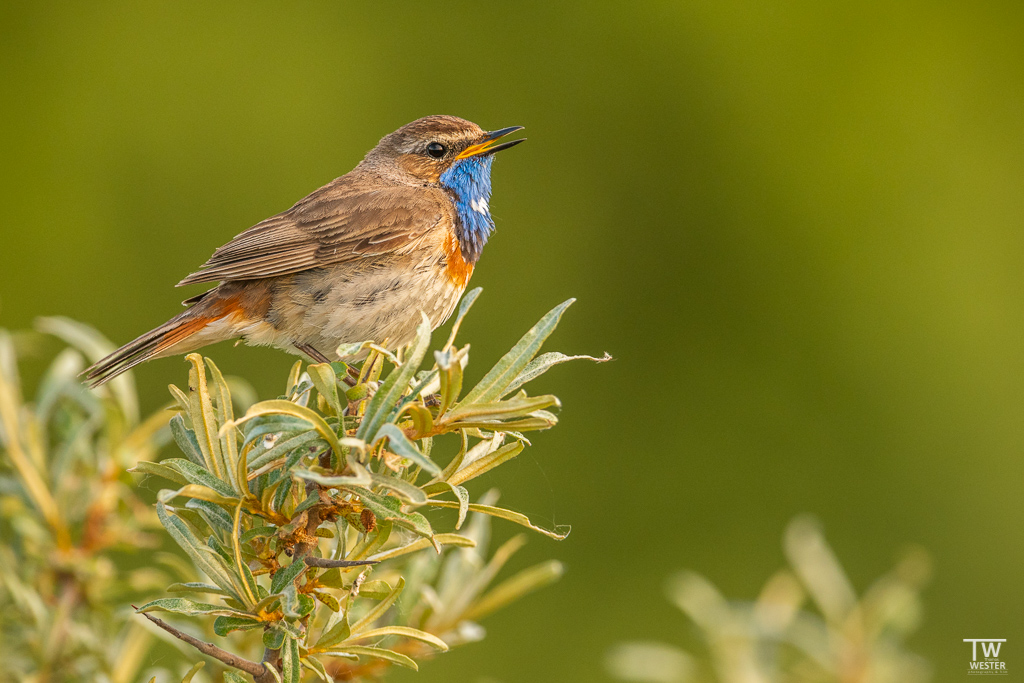 Hoch im Norden (B1684)