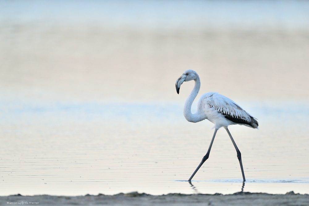 Flamingo in einem der Salzseen (B98)