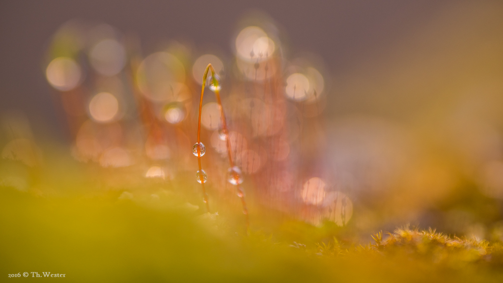 Zum Schluss noch ein Bild, dessen "Bokeh" mir einfach gut gefiel (B447)