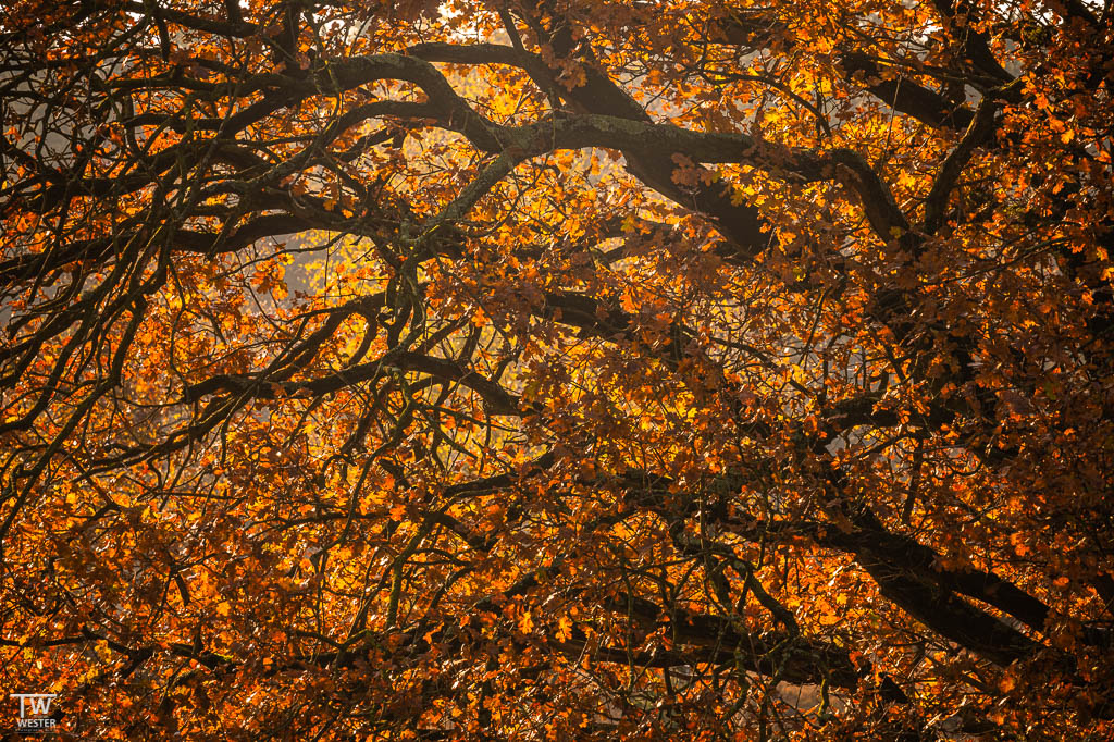 Auch Detailsaufnahmen der Herbstbäume machen richtig Spaß (B1844)