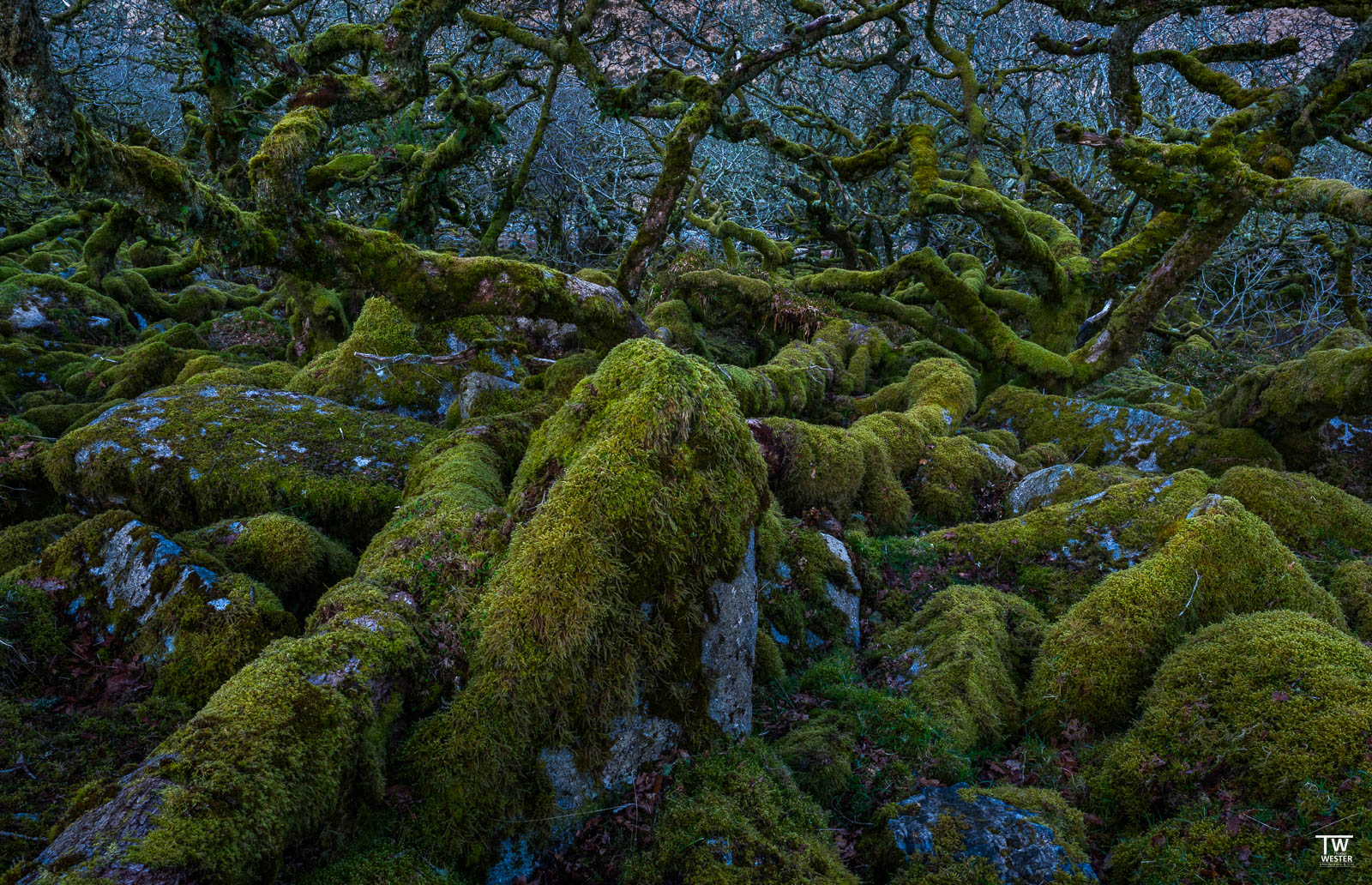 Ein Besuch im bekannten "Wistman`s Wood" durfte nicht fehlen. Weiter im Wald ist es recht schwer sich zu bewegen, man hüpft praktisch von einem moosbewachsenen Stein zum Nächsten (B507)