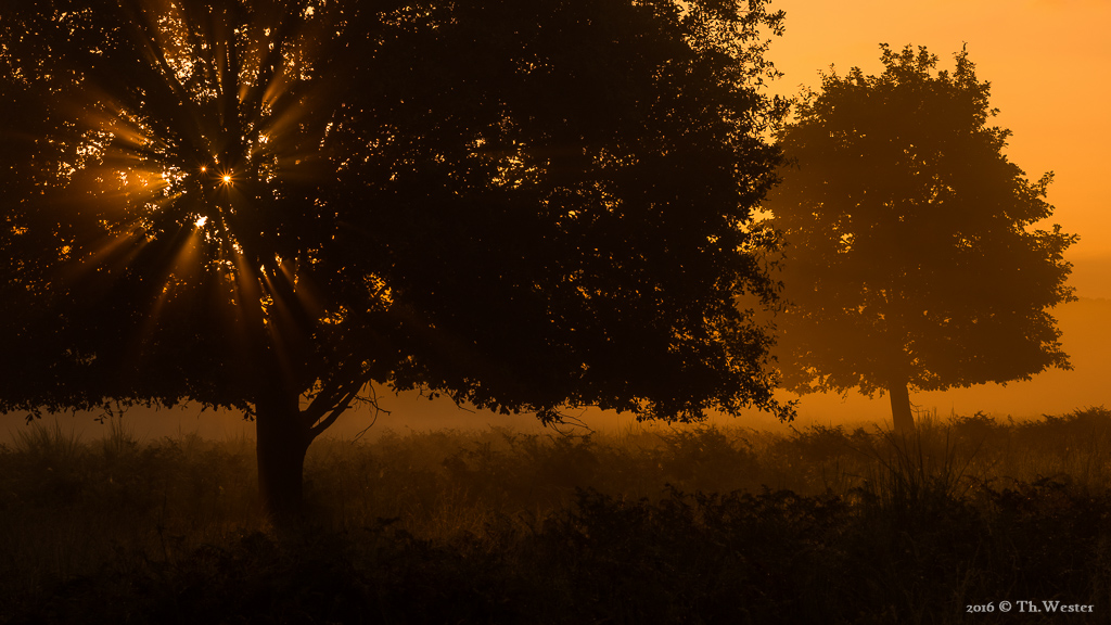 Wenn ein ausgeprägter Bodennebel in den Heidelandschaften auf pure Sonne trifft, dann ergeben sich früh morgens extreme Lichtstimmungen (B664)