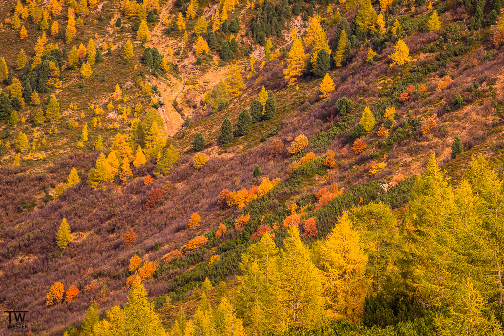 Wunderschöne Lärchen und Herbstfarben im feinen Abendlicht (B1181)