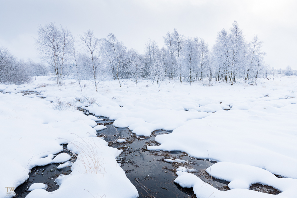 Haute Fagnes (B1257)