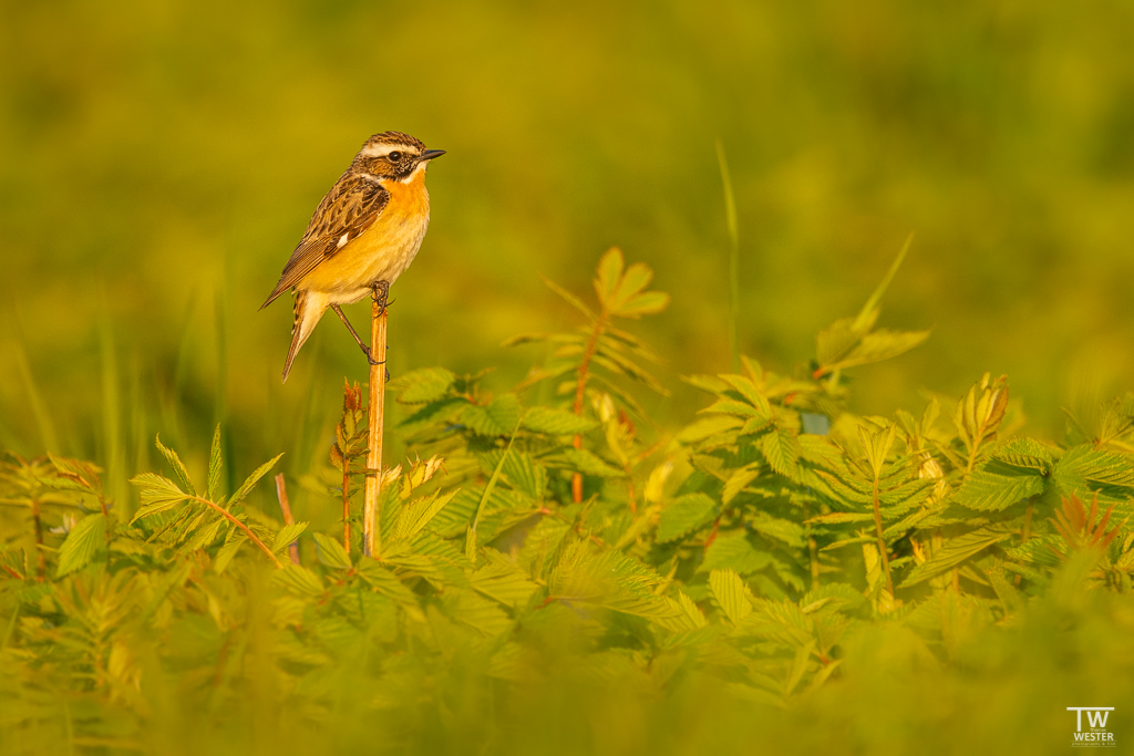 Ein Braunkehlchen sitzend… (B1686)