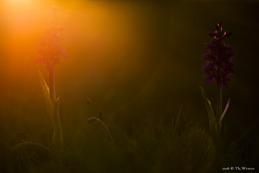 Außerdem wachsen in der Nordeifel Orchideen, wie etwa das "kleine Knabenkraut" (B522)