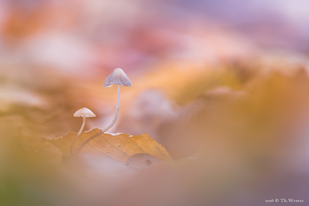 Abschließen möchte ich die Serie mit meinem Lieblingsbild dieser filigranen Waldbewohner (B804)