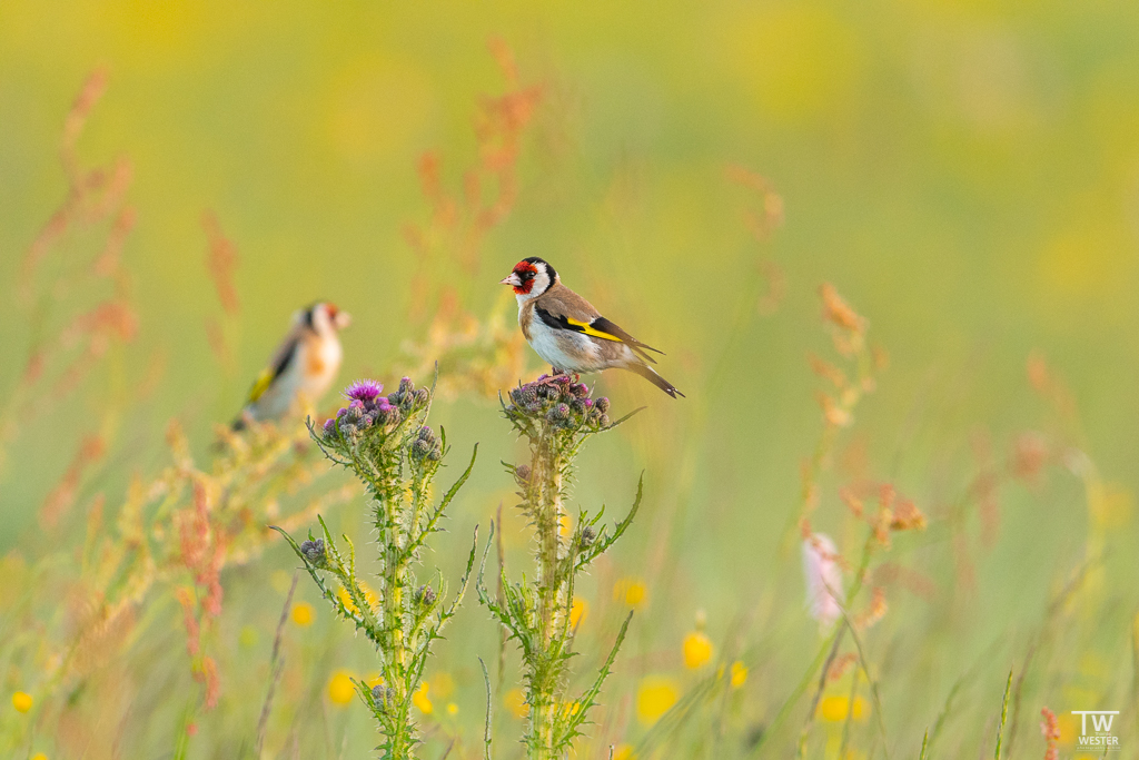 Stieglitze im Siegerland (B1688)